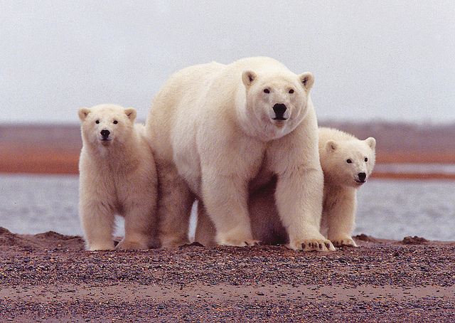 bbc-earth-can-polar-bears-be-saved-jane-palmer